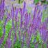 Salvia nemorosa ´Ostfriesland´