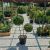 Ligustrum jonandrum Pon-Pon