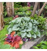 Brunnera macrophylla ´Jack Frost´