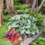 Brunnera macrophylla ´Jack Frost´