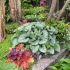 Brunnera macrophylla ´Jack Frost´