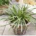 Carex morrowii 'Ice Dance'