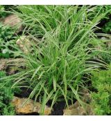 Carex morrowii 'Ice Dance'