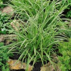 Carex morrowii 'Ice Dance'