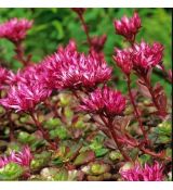 Sedum spurium ´Ruby Mantle´