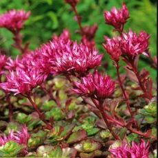 Sedum spurium ´Ruby Mantle´