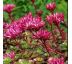 Sedum spurium ´Ruby Mantle´ 9x9 / 0,5L