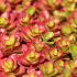 Sedum spurium ´Ruby Mantle´