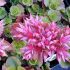 Sedum spurium ´Ruby Mantle´