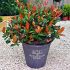 DK ECO univerzalny obal ´Antracit´
