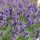 Levanduľa úzkolistá ´Ellagance Purple´