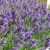 Levanduľa úzkolistá ´Ellagance Purple´