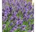Levanduľa úzkolistá ´Ellagance Purple´ 9x9 / 0,5L