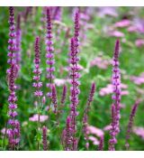 Salvia nemorosa ´Amethyst´
