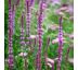 Salvia nemorosa ´Amethyst´ 9x9 / 0,5L
