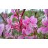 Gaura lindheimeri ´Siskiyou Pink´