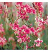 Gaura lindheimeri ´Siskiyou Pink´