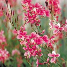 Gaura lindheimeri ´Siskiyou Pink´