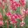 Gaura lindheimeri ´Siskiyou Pink´