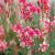 Gaura lindheimeri ´Siskiyou Pink´