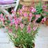 Gaura lindheimeri ´Siskiyou Pink´