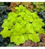 Heuchera ´Citronelle´ ®