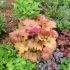Heuchera ´Southern Comfort´ ®