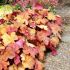 Heuchera ´Southern Comfort´ ®