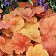 Heuchera ´Southern Comfort´ ®