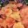 Heuchera ´Southern Comfort´ ®