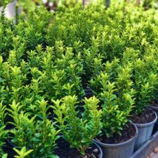 Euonymus japonicus 'Microphyllus´