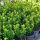 Euonymus japonicus 'Microphyllus´