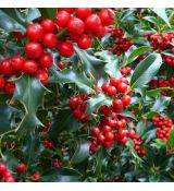 Ilex aquifolium ´Alaska´