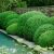 Ilex crenata ´Green Hedge´