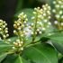 Prunus laurocerasus ´Caucasica´