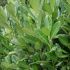 Prunus laurocerasus ´Caucasica´