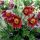 Pulsatilla vulgaris 'Pinwheel Dark Red Shades'
