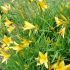 Hemerocallis 'Citrina´