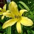 Hemerocallis 'Citrina´