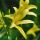 Hemerocallis 'Citrina´