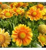 Gaillardia Grandiflora ´Mesa Peach´