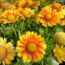 Gaillardia Grandiflora ´Mesa Peach´