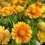Gaillardia Grandiflora ´Mesa Peach´