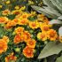 Gaillardia Grandiflora ´Mesa Peach´