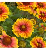 Gaillardia x grandiflora ´Mesa Bright Bicolor´