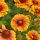 Gaillardia x grandiflora ´Mesa Bright Bicolor´
