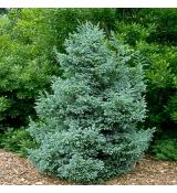 Chamaecyparis pisifera ´Boulevard´
