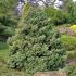 Chamaecyparis pisifera ´Boulevard´