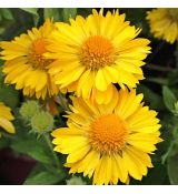 Gaillardia x grandiflora ´Mesa Yellow´