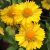 Gaillardia x grandiflora ´Mesa Yellow´